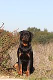 ROTTWEILER 105